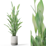 Plants collection 1081