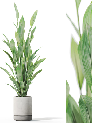 Plants collection 1081