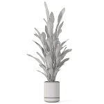 Plants collection 1081