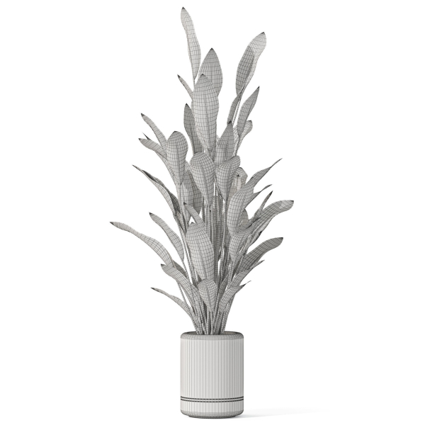 Plants collection 1081