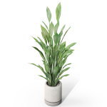 Plants collection 1081