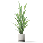 Plants collection 1081
