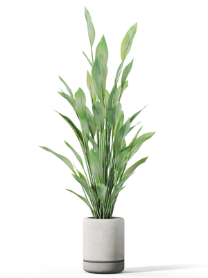 plants-collection-1081-3d-model-a356e07b8c