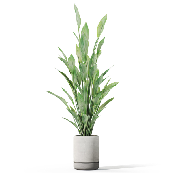 Plants collection 1081