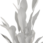 Plants collection 1081
