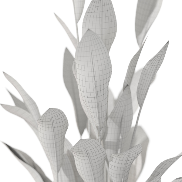 Plants collection 1081