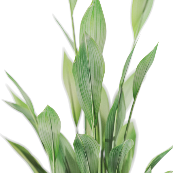 Plants collection 1081