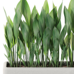 Plants collection 1082