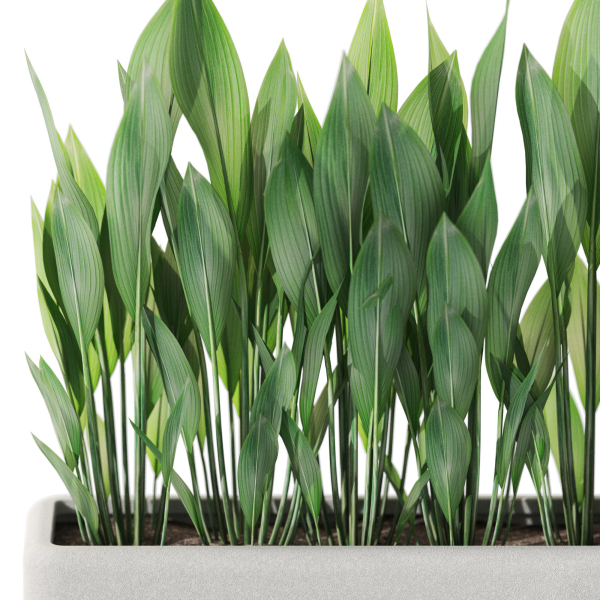Plants collection 1082