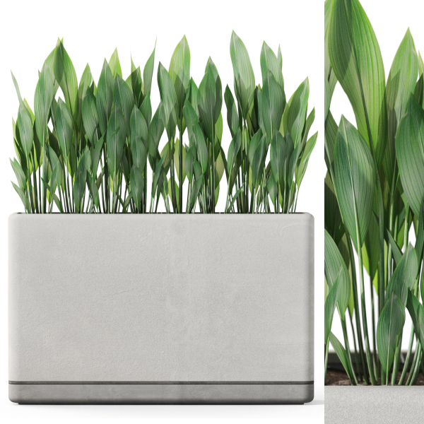 Plants collection 1082