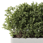 Plants collection 1083