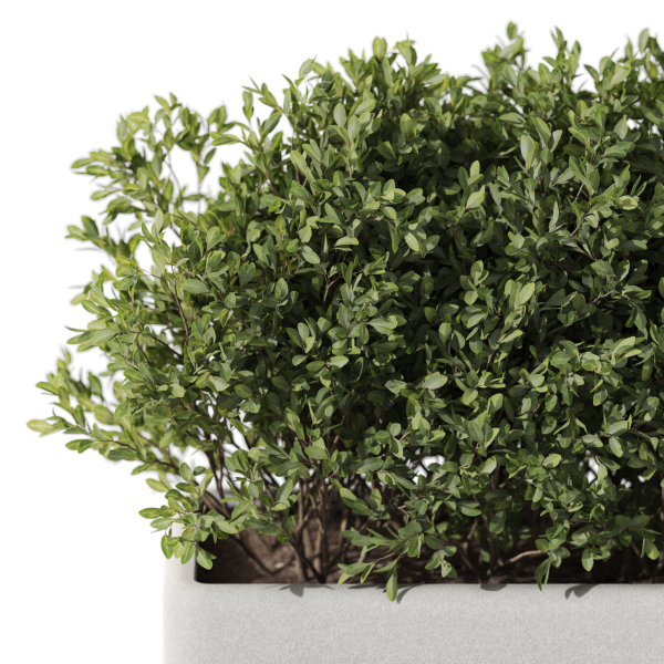 Plants collection 1083
