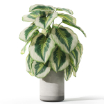 Plants collection 1084