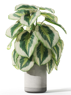 plants-collection-1084-3d-model-697568df51