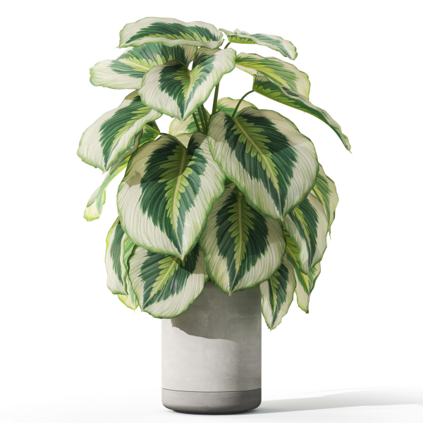 Plants collection 1084