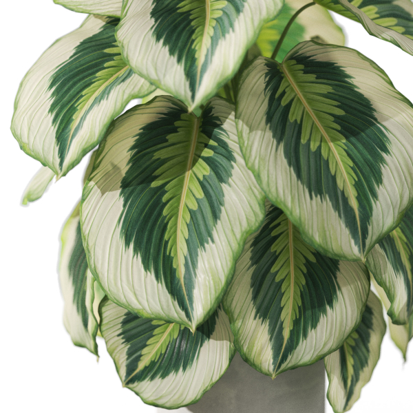 Plants collection 1084