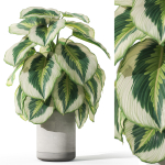 Plants collection 1084