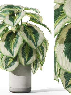 Plants collection 1084