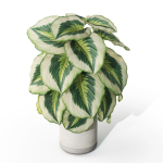 Plants collection 1084