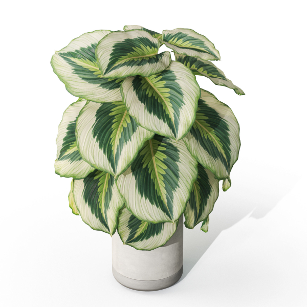 Plants collection 1084