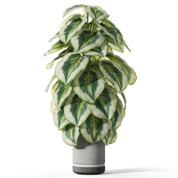 Plants collection 1085