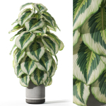 Plants collection 1085