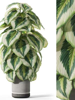 Plants collection 1085