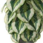 Plants collection 1085