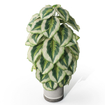 Plants collection 1085