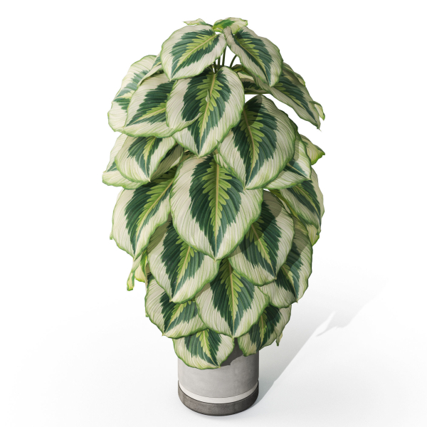 Plants collection 1085