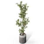 Plants collection 1086