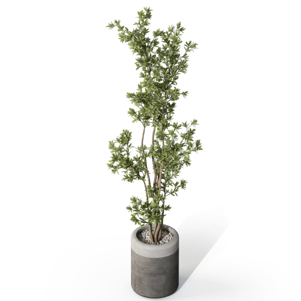 Plants collection 1086