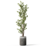 Plants collection 1086