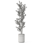 Plants collection 1086
