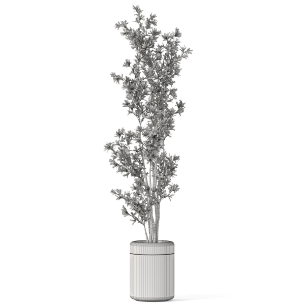 Plants collection 1086