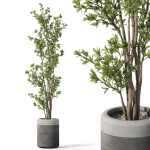 Plants collection 1086
