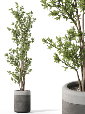 Plants collection 1086
