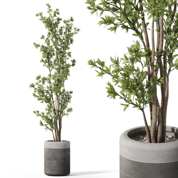 Plants collection 1086