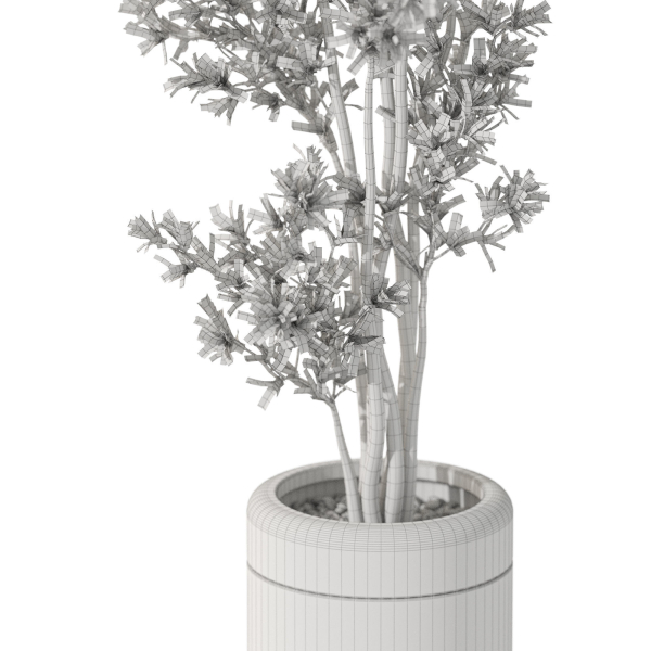 Plants collection 1086