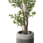Plants collection 1086