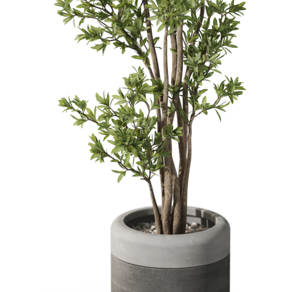 Plants collection 1086