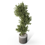 Plants collection 1087