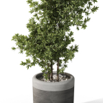 Plants collection 1087