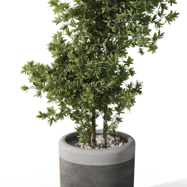 Plants collection 1087