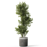 Plants collection 1087