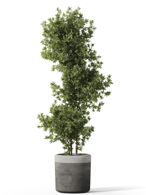 plants-collection-1087-3d-model-c6925a2faa