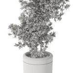 Plants collection 1087
