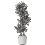 Plants collection 1087
