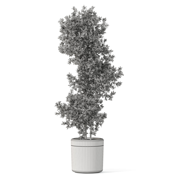 Plants collection 1087