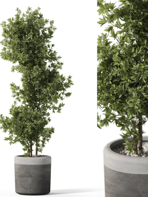 Plants collection 1087